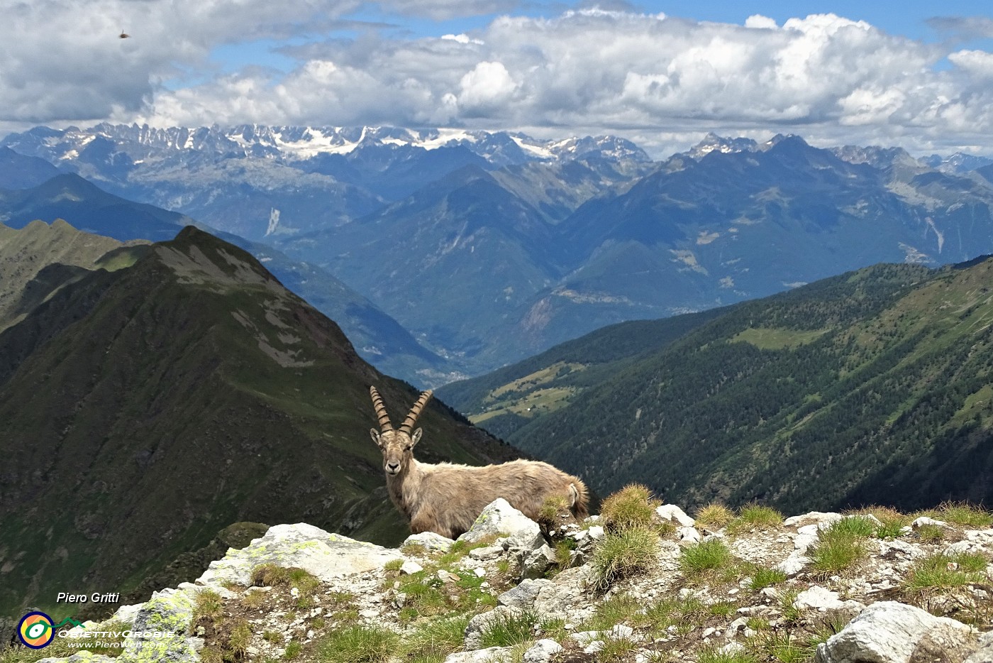 42 In Corno Stella con stambecco su sfondo Alpi Retiche.JPG